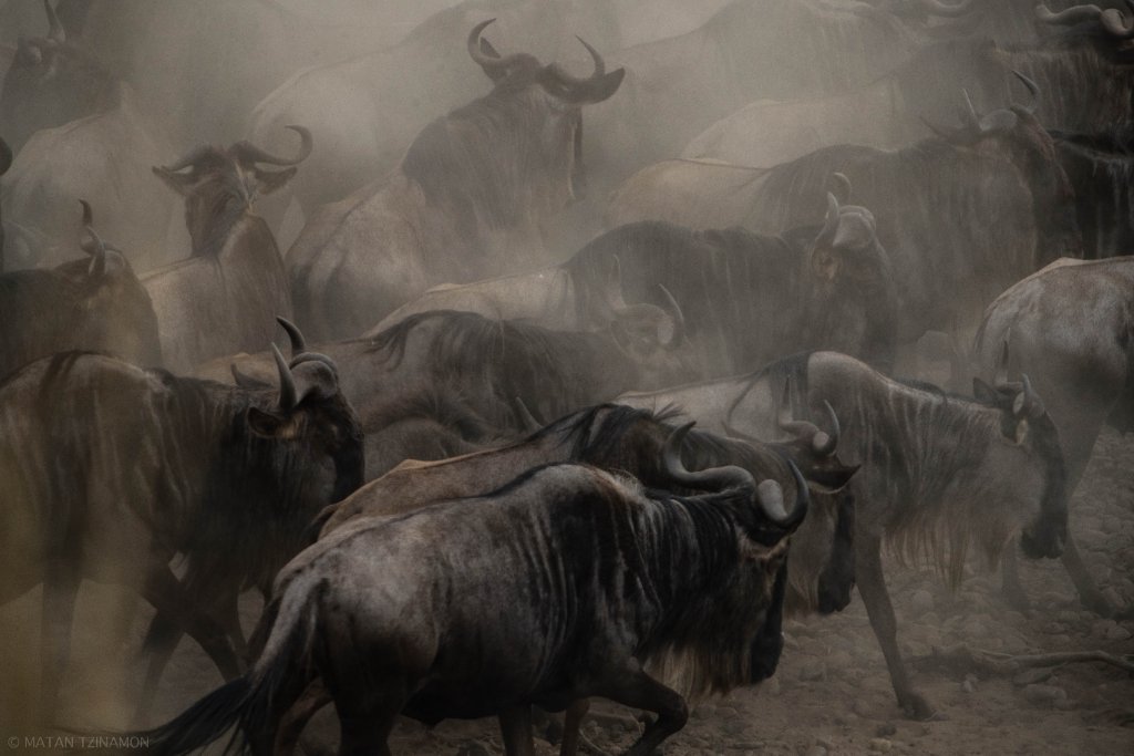 Migration