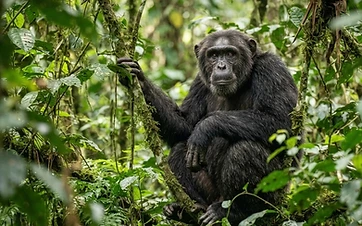 Murchison, Kibale, Bwindi & Bunyonyi