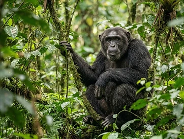 Chimpanzee Tracking
