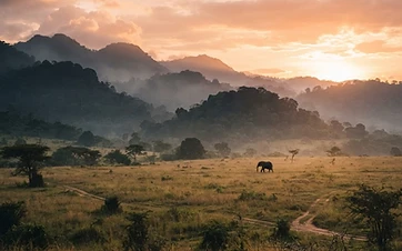 Gorillas, Golden Monkeys & Lake Bunyonyi
