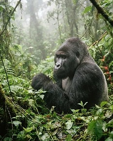 Uganda Safari