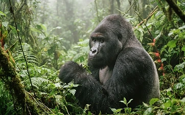 Bwindi Gorilla Tracking