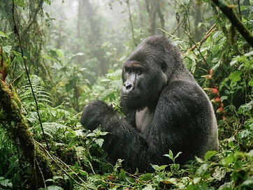 Gorilla Tracking