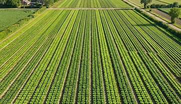 Crop Growth