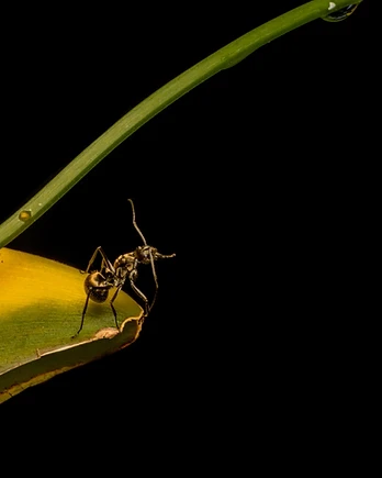 Balanced on the very tip of a leaf, a solitary ant pauses as though contemplating the vast emptiness before it.