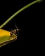 Balanced on the very tip of a leaf, a solitary ant pauses as though contemplating the vast emptiness before it.