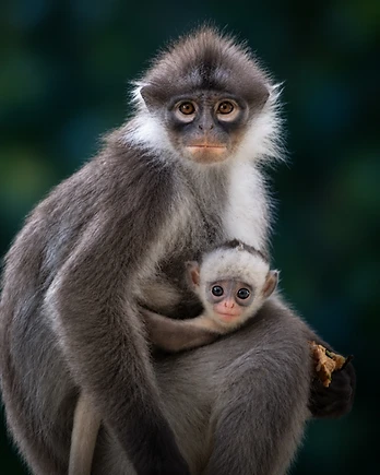 A mother langur holds her pale-coated infant against her chest, both staring straight into the lens from the green canopy.