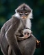 A mother langur holds her pale-coated infant against her chest, both staring straight into the lens from the green canopy.