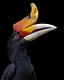 The Rhinoceros Hornbill