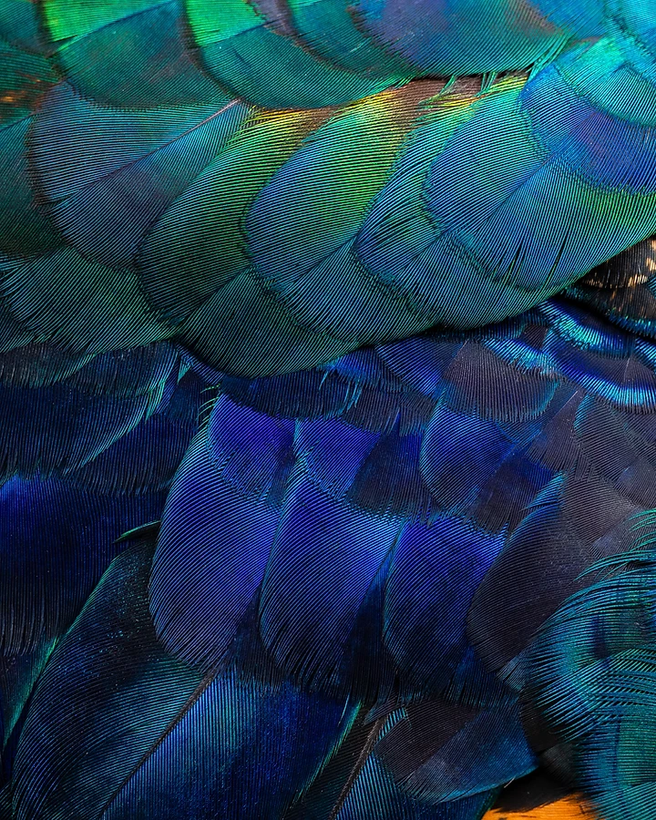 Diagonal divide of metallic green and gold scaled feathers over royal blue plumage, lit from the upper right.