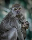 A baby macaque nestled in her mother's arms.