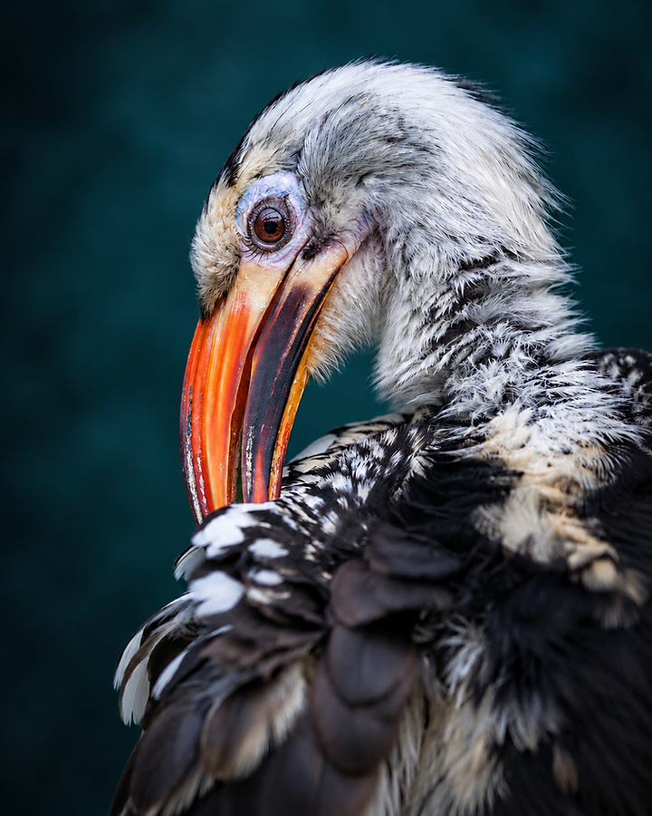 The hornbill in profile, bill tucked against its chest as it preens, pale down along its neck.
