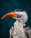 Framed from mid-chest up, the bird at rest with its eye closed behind a translucent membrane.