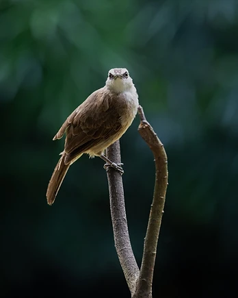 Perched atop a slender branch, this yellow-vented bulbul pauses in perfect stillness, its calm gaze meeting the viewer with quiet confidence