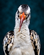 The hornbill facing the lens head-on, head tilted so its bill runs vertically down the frame.