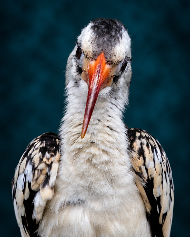 The hornbill facing the lens head-on, head tilted so its bill runs vertically down the frame.