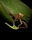 Leaf-footed bug in a Spider-Man-like pose on a leaf