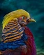 Radiating with brilliant gold, crimson, and deep sapphire, the golden pheasant is one of nature's most spectacular birds