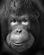 Expression, in Monochrome (Series)