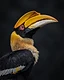 A female Great Hornbill in profile, golden casque and neck feathers against a dark charcoal background.