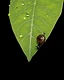 A tiny glass snail glides along the tip of a fresh green leaf