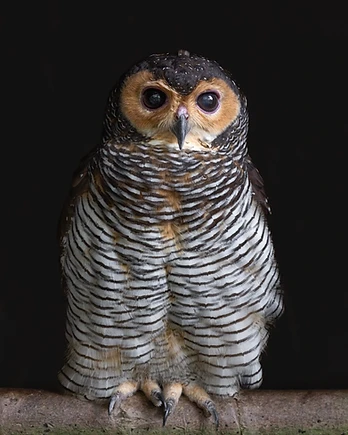 Bathed in soft light against a darkened backdrop, the spotted wood owl stands as a quiet guardian of the forests of Southeast Asia