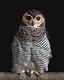 Bathed in soft light against a darkened backdrop, the spotted wood owl stands as a quiet guardian of the forests of Southeast Asia