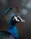 Peacock partially hidden behind a curtain of hanging roots