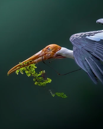 With remarkable precision, the painted stork gathers fresh twigs and delicate sprigs to construct a secure nest high above the ground