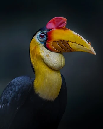 Bathed in soft light, a wrinkled hornbill presents an elegant side profile