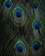 Cascade of five peacock eye feathers layered in step, dark pupils ringed in electric blue, emerald and bronze.