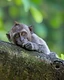 Young macaque leaning on a tree branch while eating