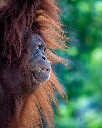 Orangutan in profile with long hair against a green forest background