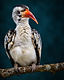 A hornbill perched on a lichen-covered branch, orange-red bill bright against a deep teal backdrop.