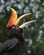 With impeccable timing, a rhinoceros hornbill prepares to snatch a morsel suspended in mid-air