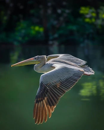 With wings fully extended, the spot-billed pelican glides effortlessly above tranquil waters