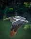 With wings fully extended, the spot-billed pelican glides effortlessly above tranquil waters