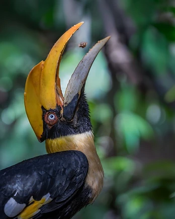 A great hornbill demonstrates remarkable precision as it prepares to catch a morsel suspended in mid-air