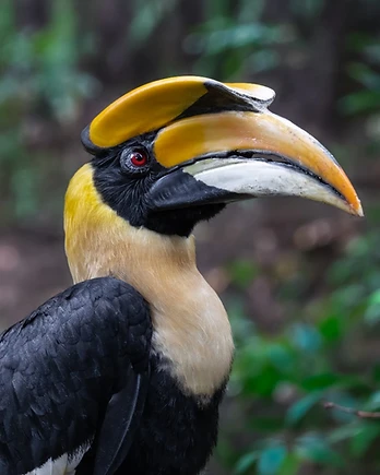 In perfect profile, a great hornbill displays the striking features that make it one of Asia's most recognizable birds