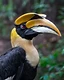 In perfect profile, a great hornbill displays the striking features that make it one of Asia's most recognizable birds