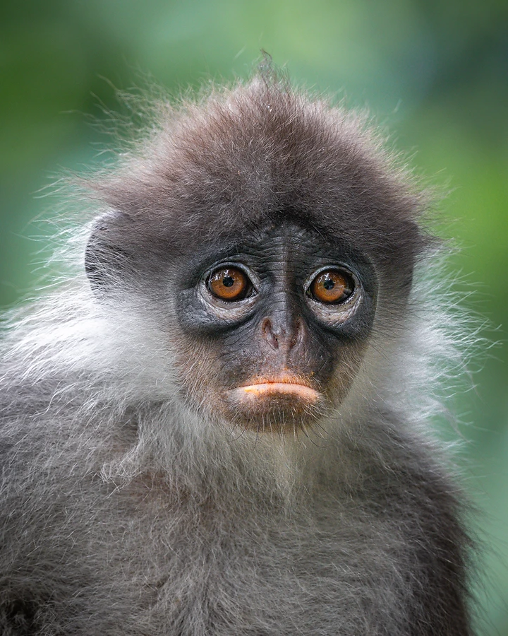 Young Malayan pale-thighed langur facing the camera, dark face and amber eyes framed by pale grey fur against deep forest green.