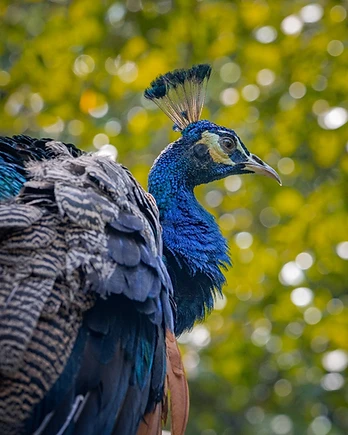 Bathed in warm sunlight, a peacock pauses in quiet elegance, its delicate crest silhouetted against a canopy of softly glowing foliage.