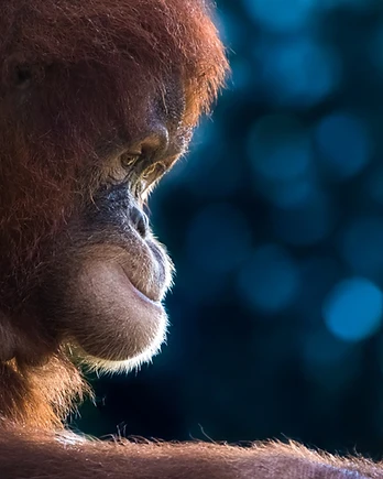 Orangutan gazing thoughtfully against a soft blue background