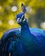 With an unwavering gaze fixed on the camera, a peacock commands attention through its striking beauty and quiet confidence