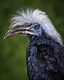 A White-crowned Hornbill in profile, cascading white crest feathers, an amber eye ringed with electric blue bare skin, and a long weathered brown beak against a soft olive-green forest background.