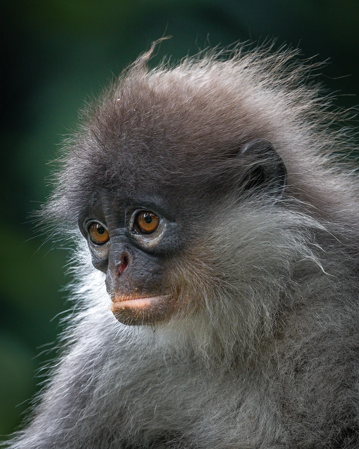 Profile portrait with the langur turned left, orange-tinted muzzle and soft diffused light along the grey fur.
