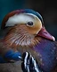 Every feather of the mandarin duck contributes to a breathtaking tapestry of colour, texture, and form