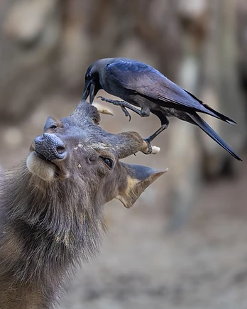 A crow perches atop a sambar deer, carefully picking ticks and parasites from around its ear in a classic example of symbiosis.
