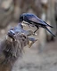 A crow perches atop a sambar deer, carefully picking ticks and parasites from around its ear in a classic example of symbiosis.