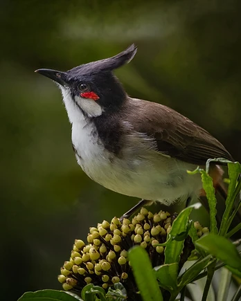Perched gracefully among the clustered flowers of the miagos bush, the red-whiskered bulbul pauses in quiet observation.
